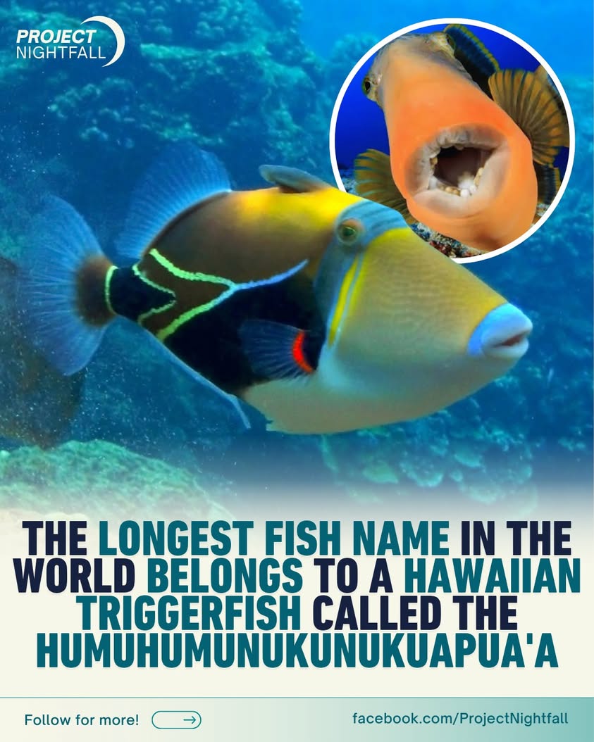 Shocking! Hawaii's state fish has a pig's voice!