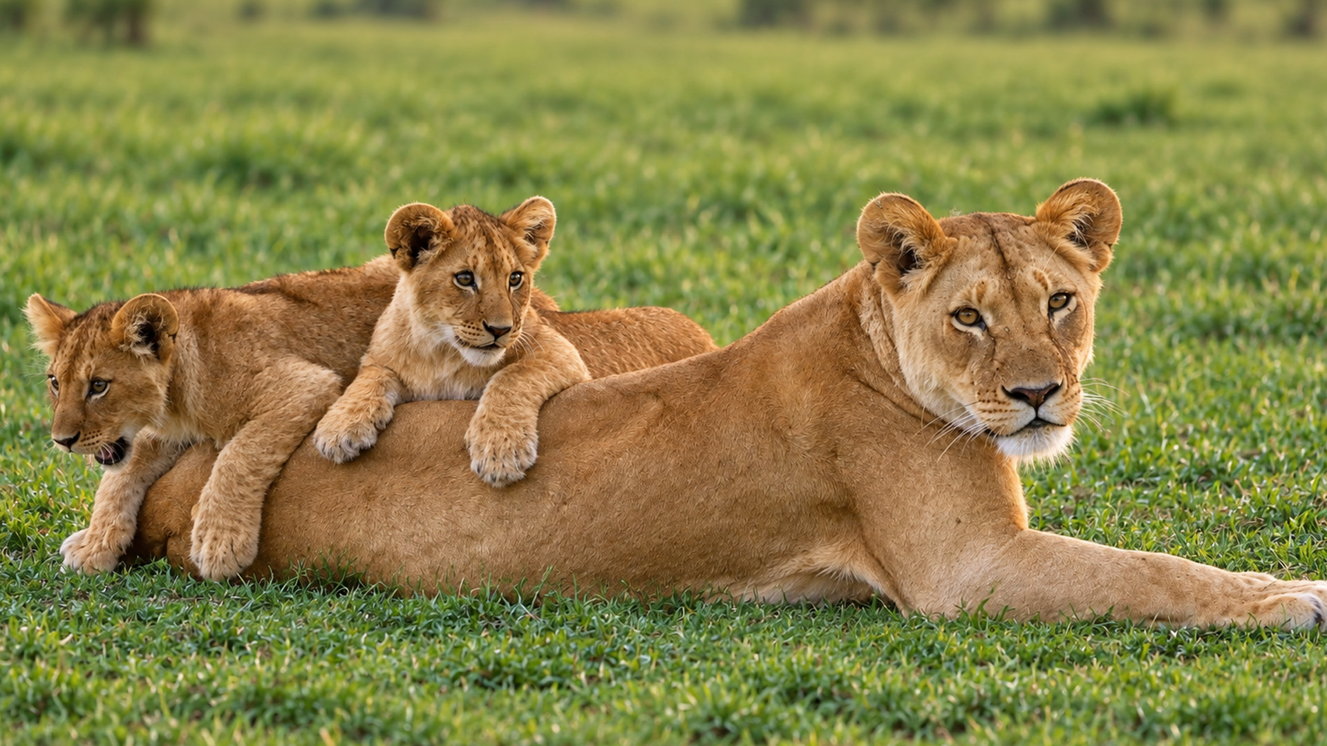A lioness raising cubs on the African plains