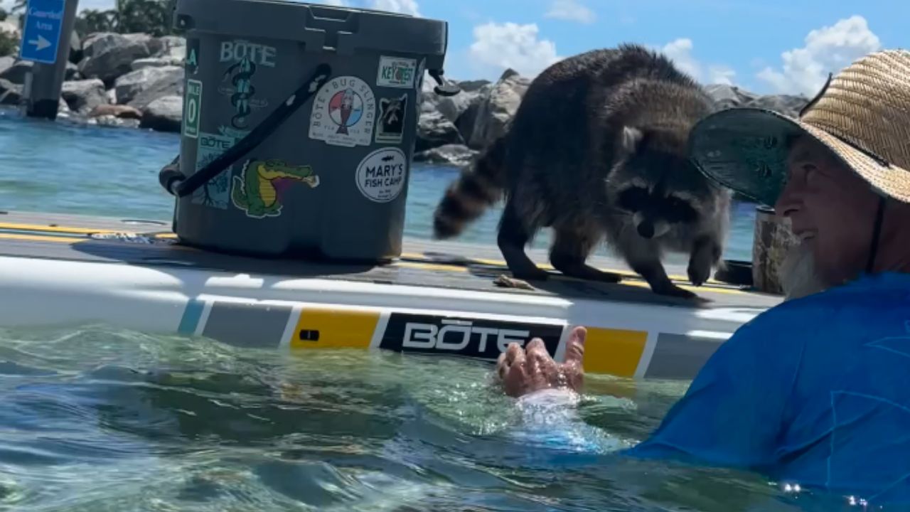 Heartwarming encounter: Raccoon finds comfort on man's shoulder