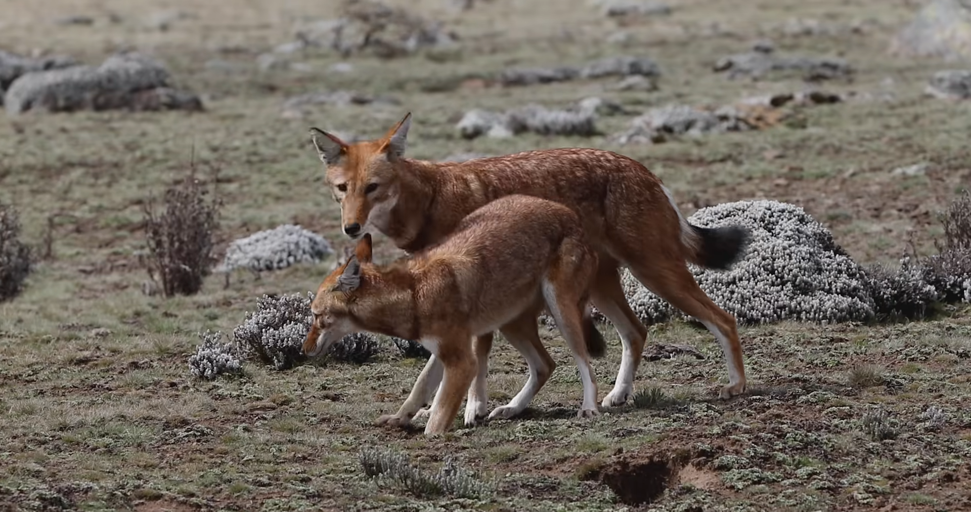 It looks more like a fox than a wolf… then DNA revealed what it really ...