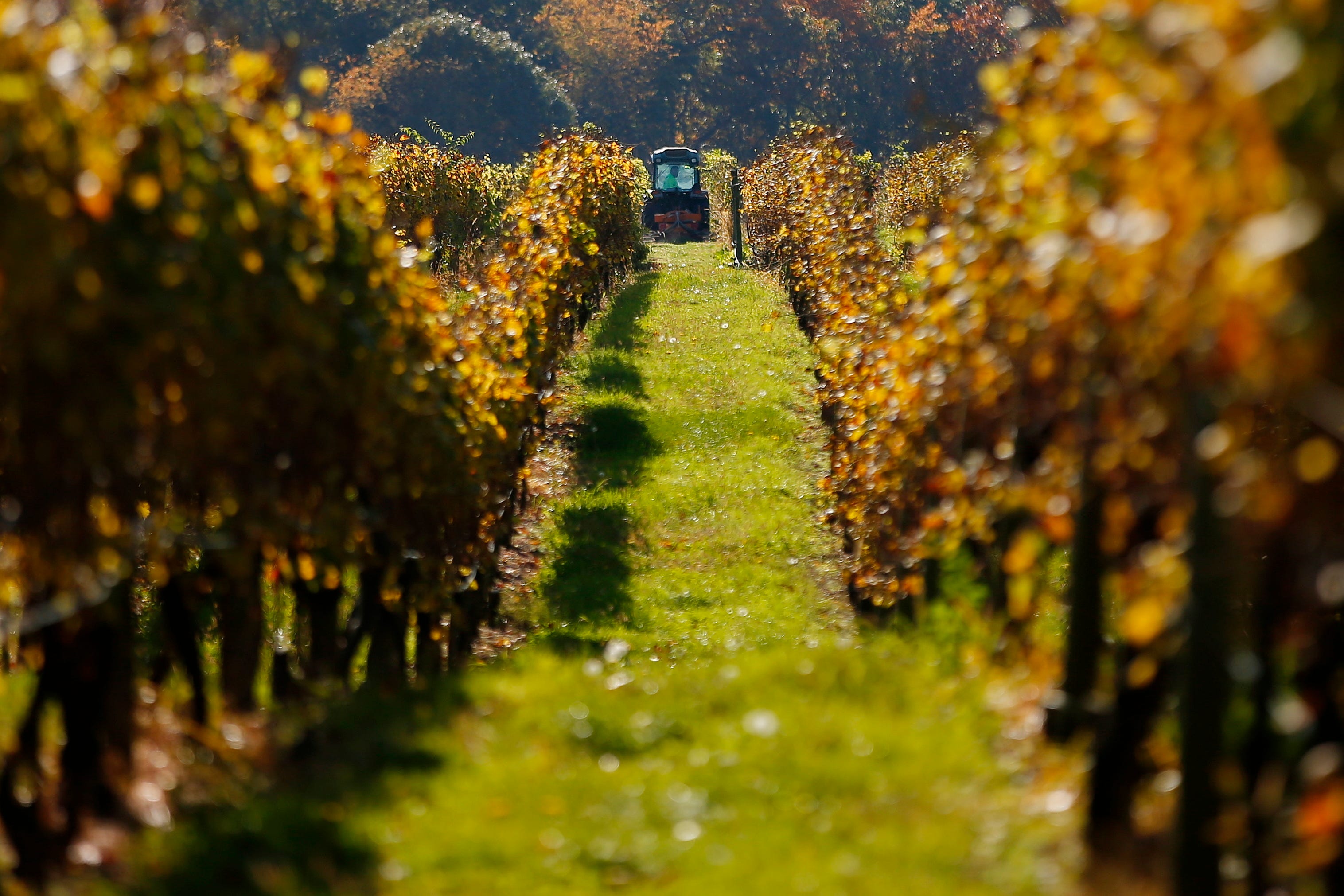 Taste the season at these fall food events: New Bedford Eats