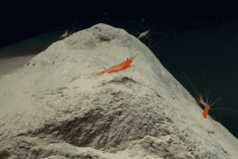 'Death pool' discovered at the bottom of the sea that kills everything ...