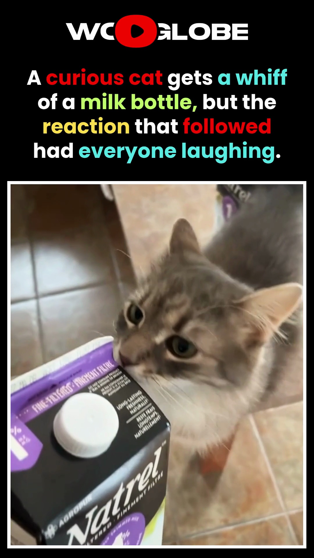 Adorable cat starts sneezing after sniffing a milk carton