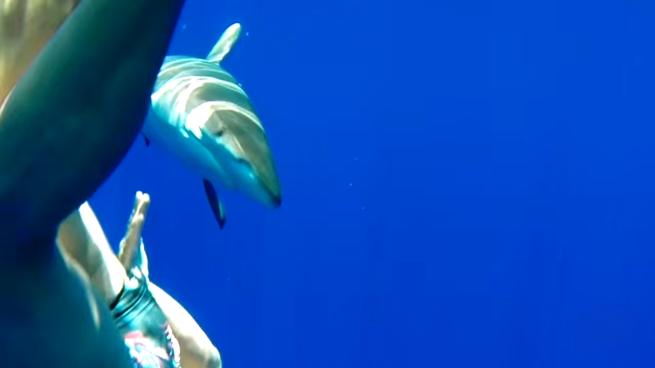 This is what happens when warning signs come too late...shark attacked ...
