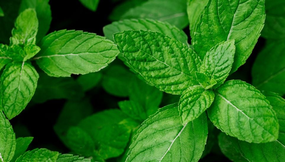 stop-planting-mint-in-your-garden-why-you-should-grow-it-indoors-instead
