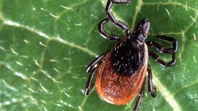 Lyme Disease Research Bill Heads to the President’s Desk