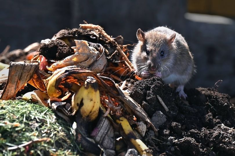 Keep rats out of your garden with 2 natural kitchen staples they can't ...