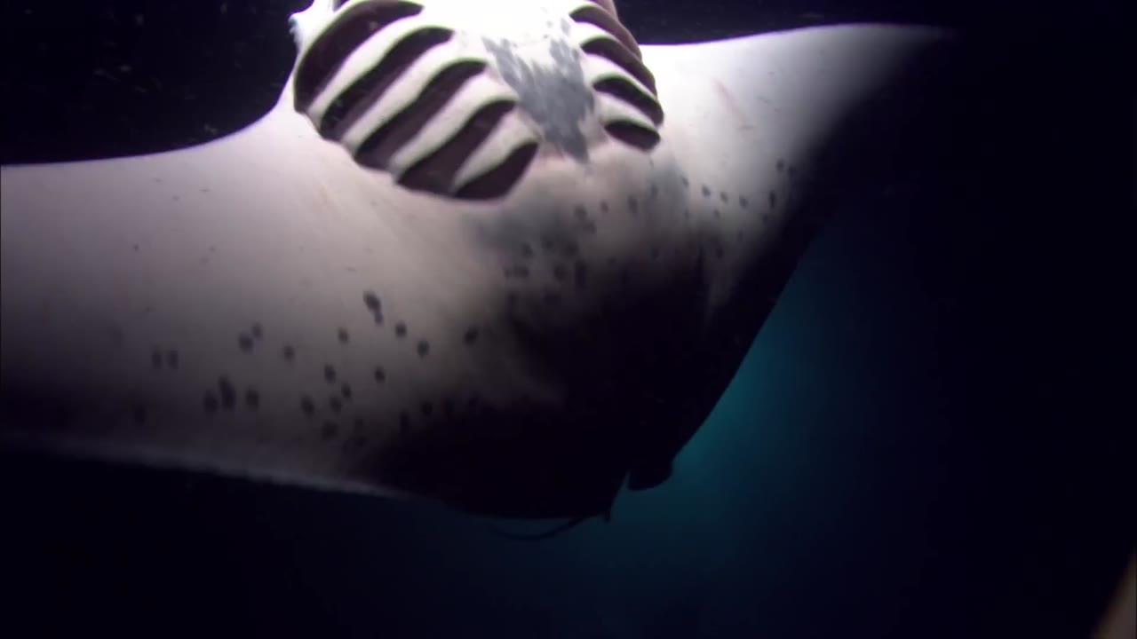 These 26-foot manta rays keep getting bitten by sharks - then ...
