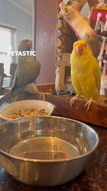 Parrot responds to male call displayed on laptop screen