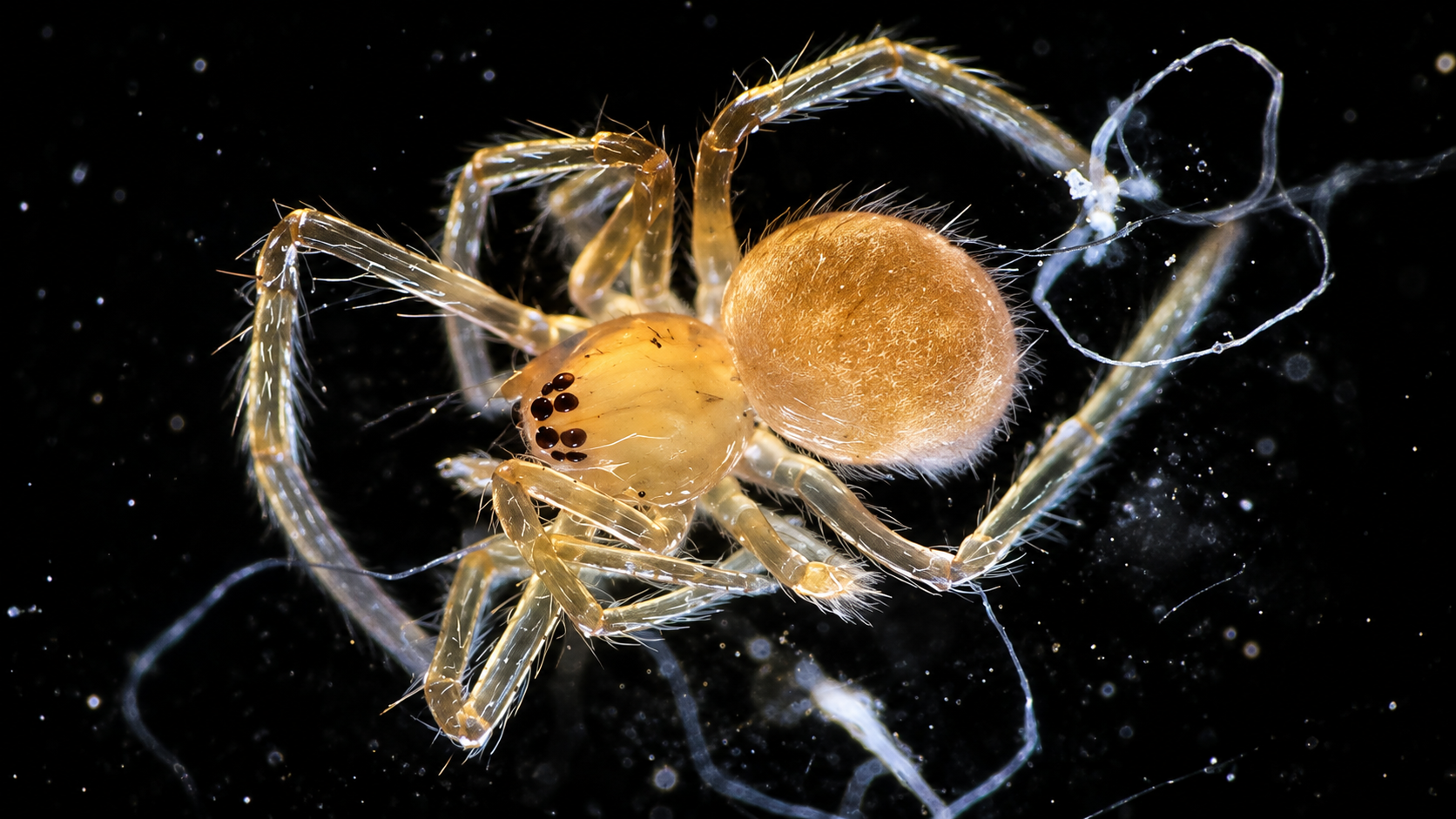 Everyday objects uncover unexpected secrets through microscopic science