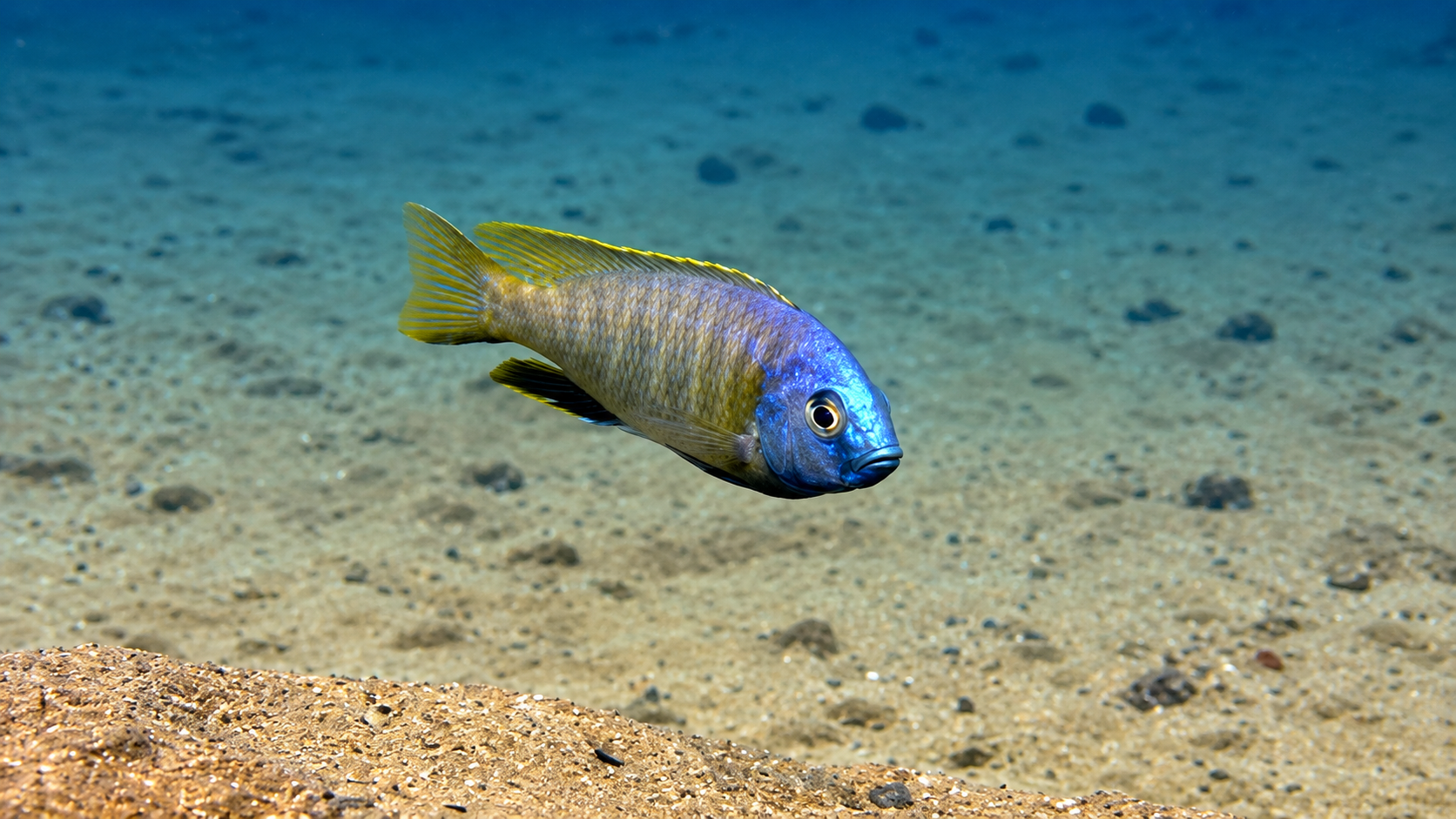 These little fish hybridize like crazy — this lake exploded into nearly ...