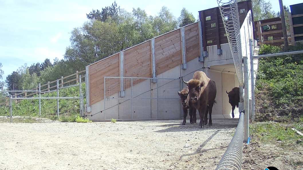 Bridges open up woodland to roaming bison