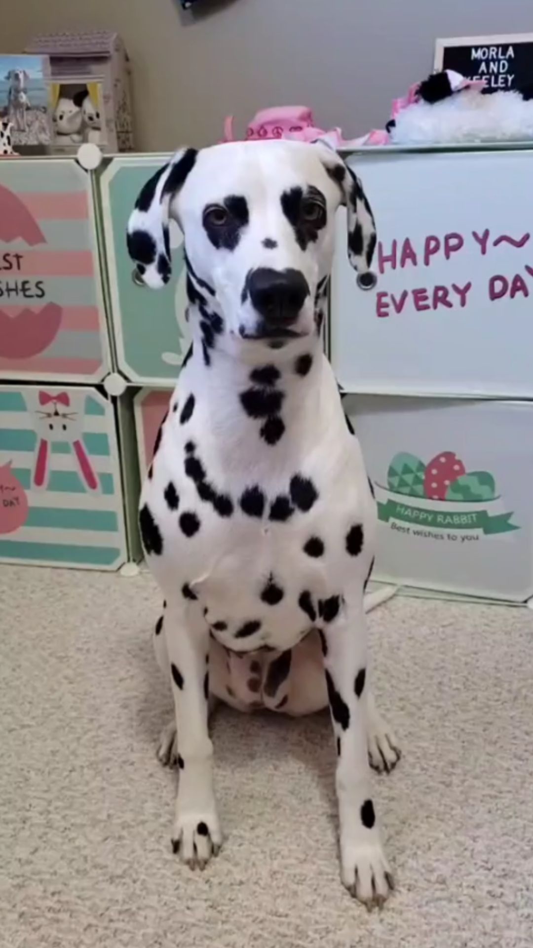 Dalmatian dog training: Building skills through positive moments