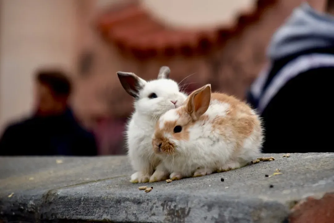 8 quiet signs your rabbit has fully settled into your home