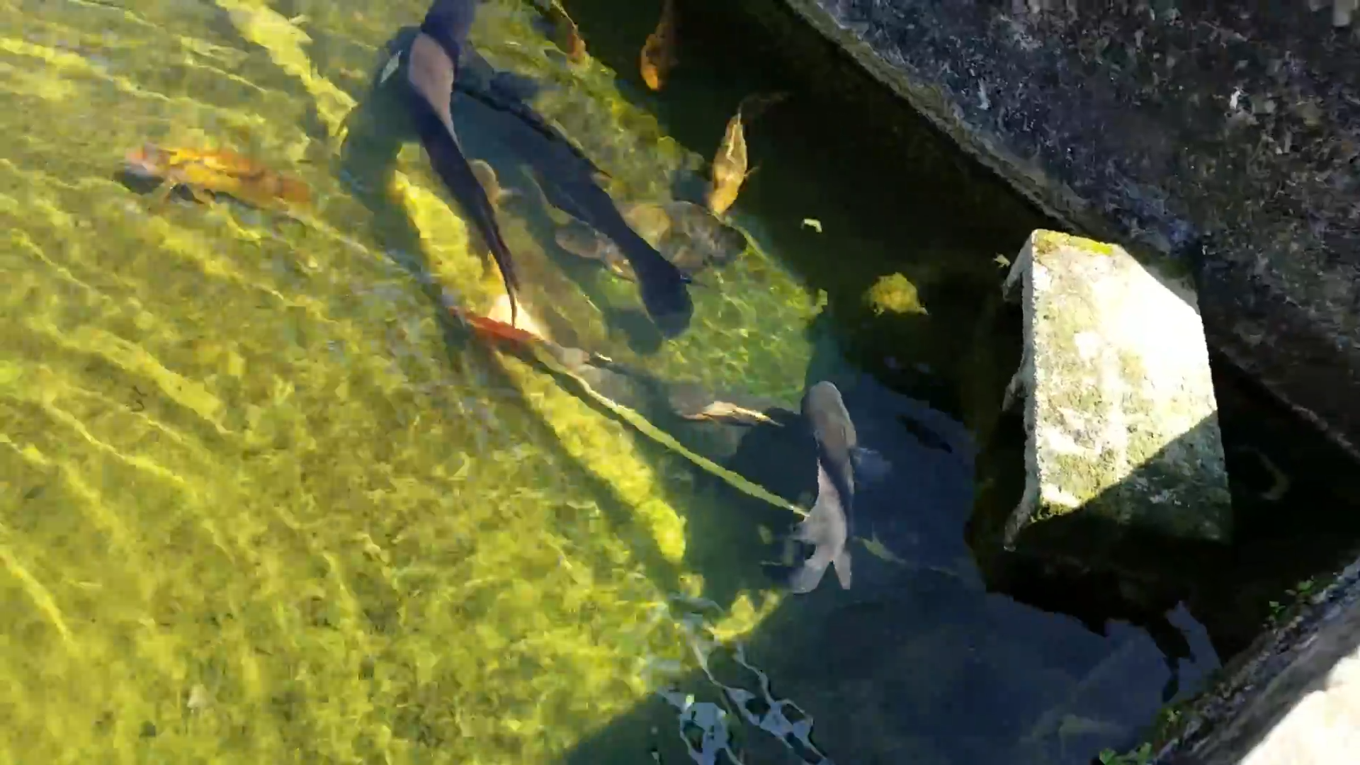He thought it was just a fish farm until he saw these monster fish ...