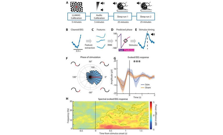 Your brain may clean itself better at night, and MIT found a way to ...