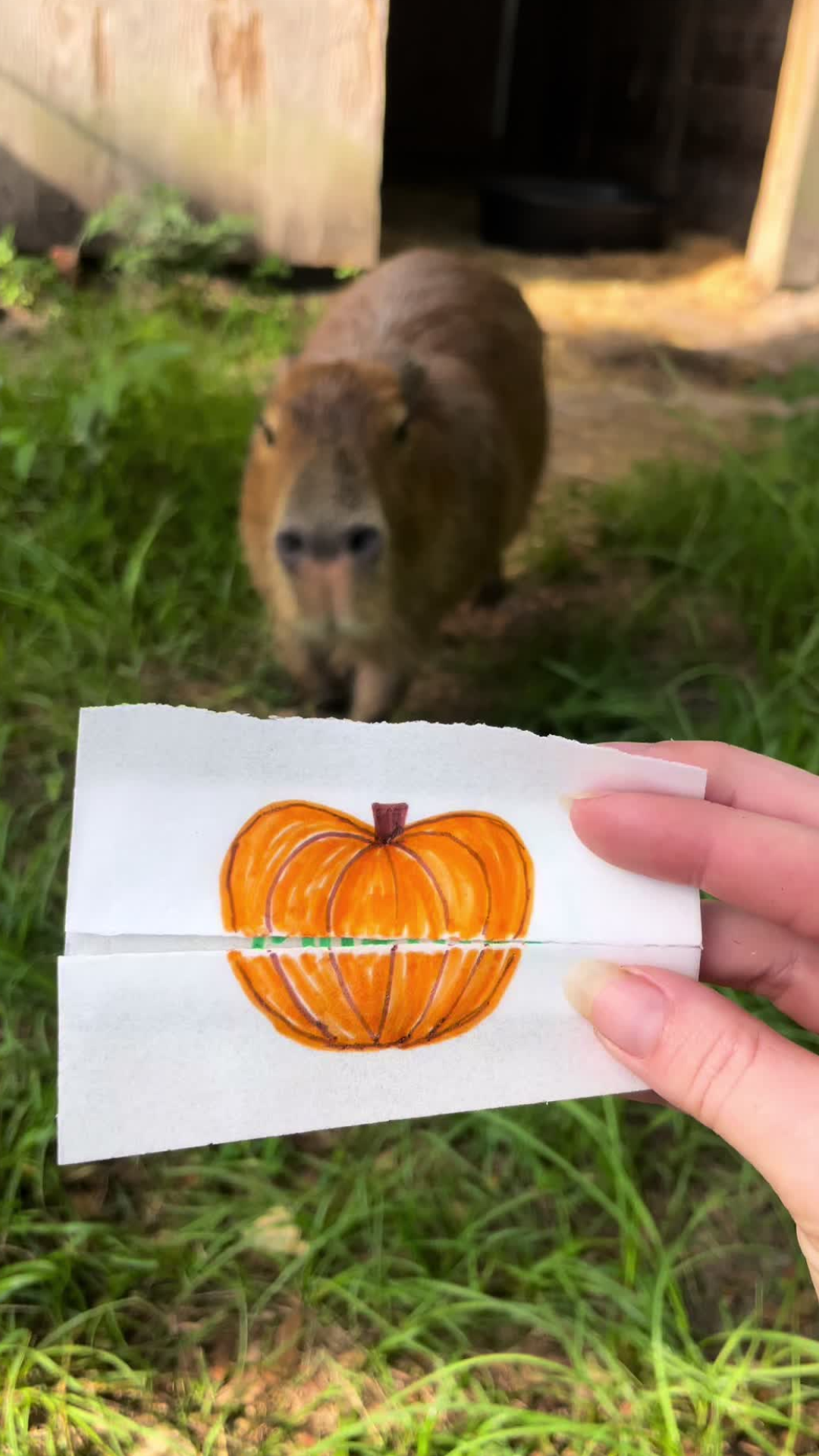 Cute animal moments pumpkin celebrates a fan’s creative art