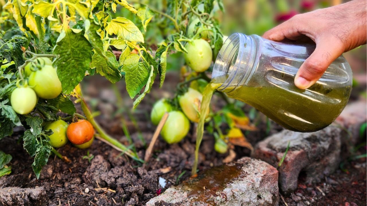 Testing a DIY fertilizer method for garden plants