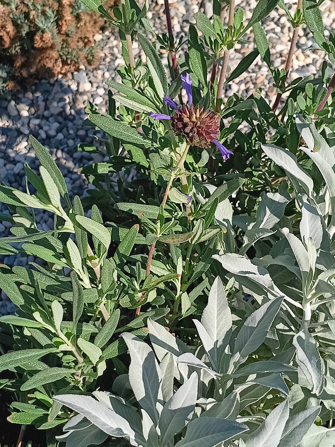 California Native Sages Red Bluff Garden Club