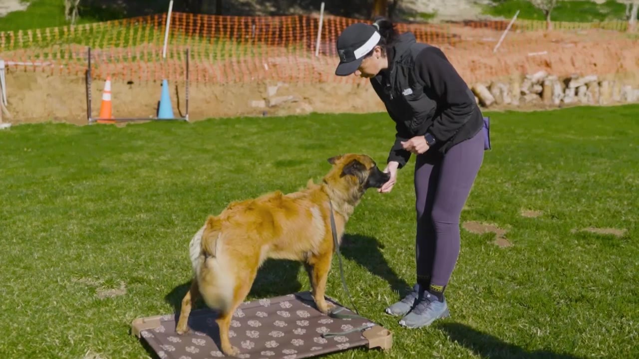 Most puppy owners rush basic commands - here’s what to do instead