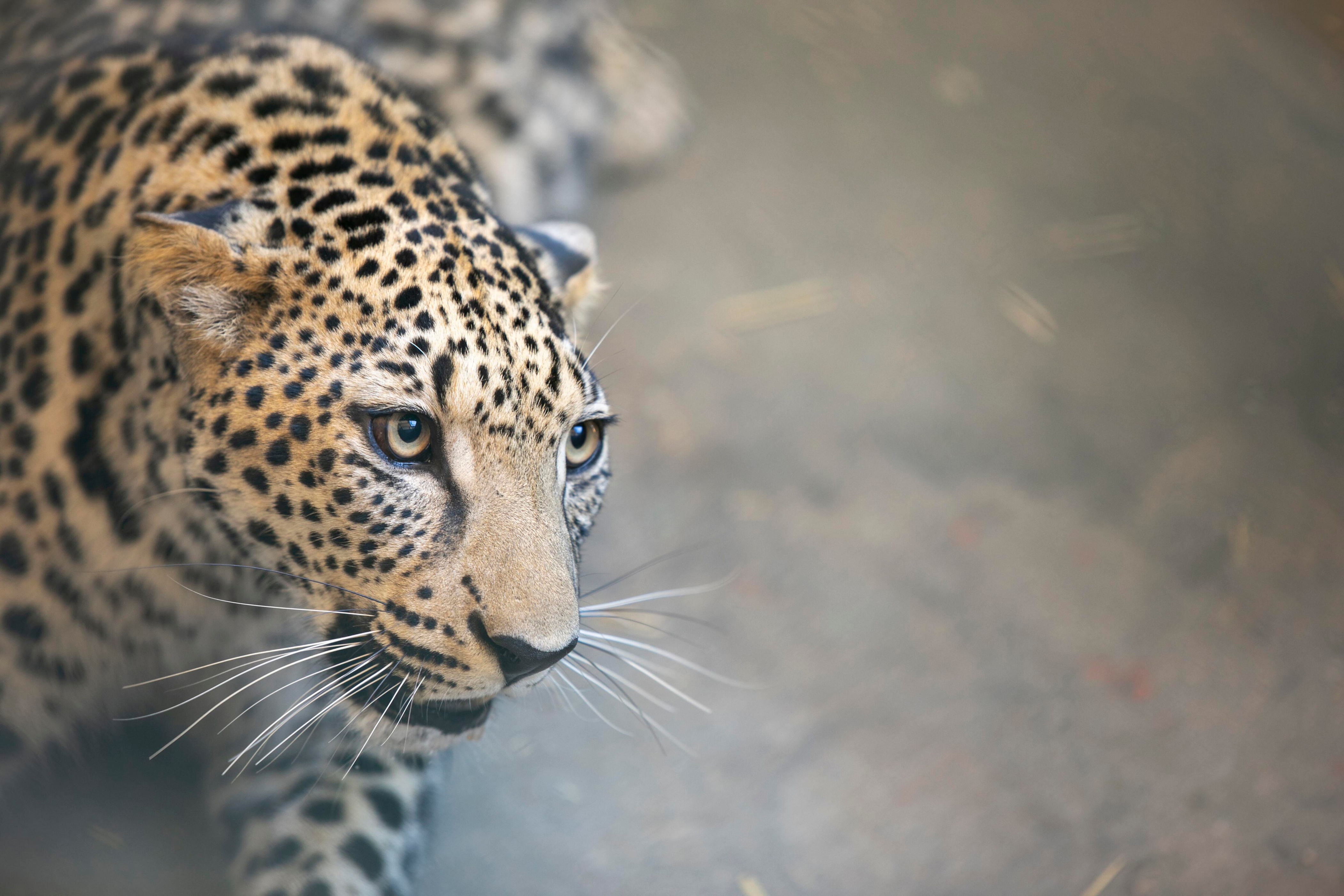 Arabian leopards from Saudi Arabia could move to new home in Washington