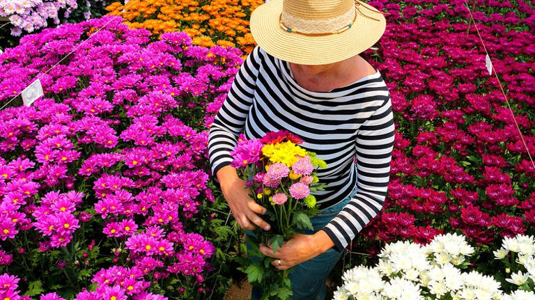 Forget mums: The bright purple alternative for your container garden