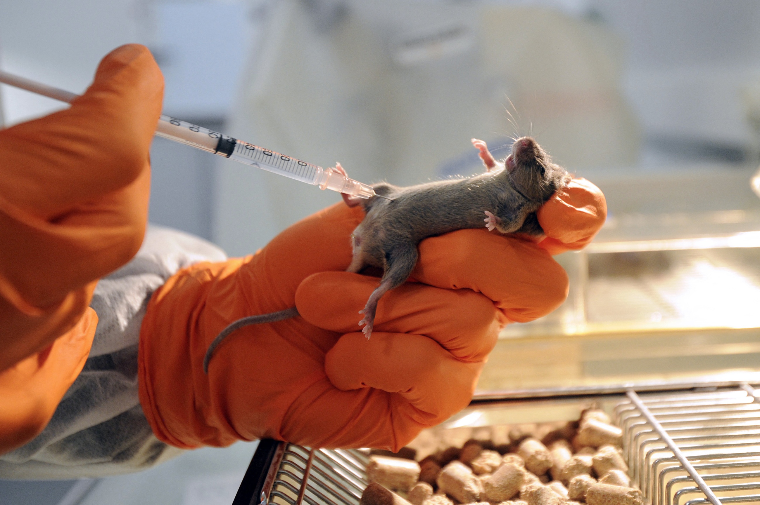 Human brain tissue in mice grew rare cells tied to frontotemporal dementia