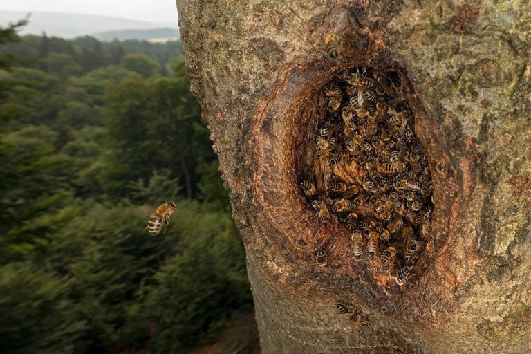 Wild honeybee populations in the EU are on the Red List for the first time