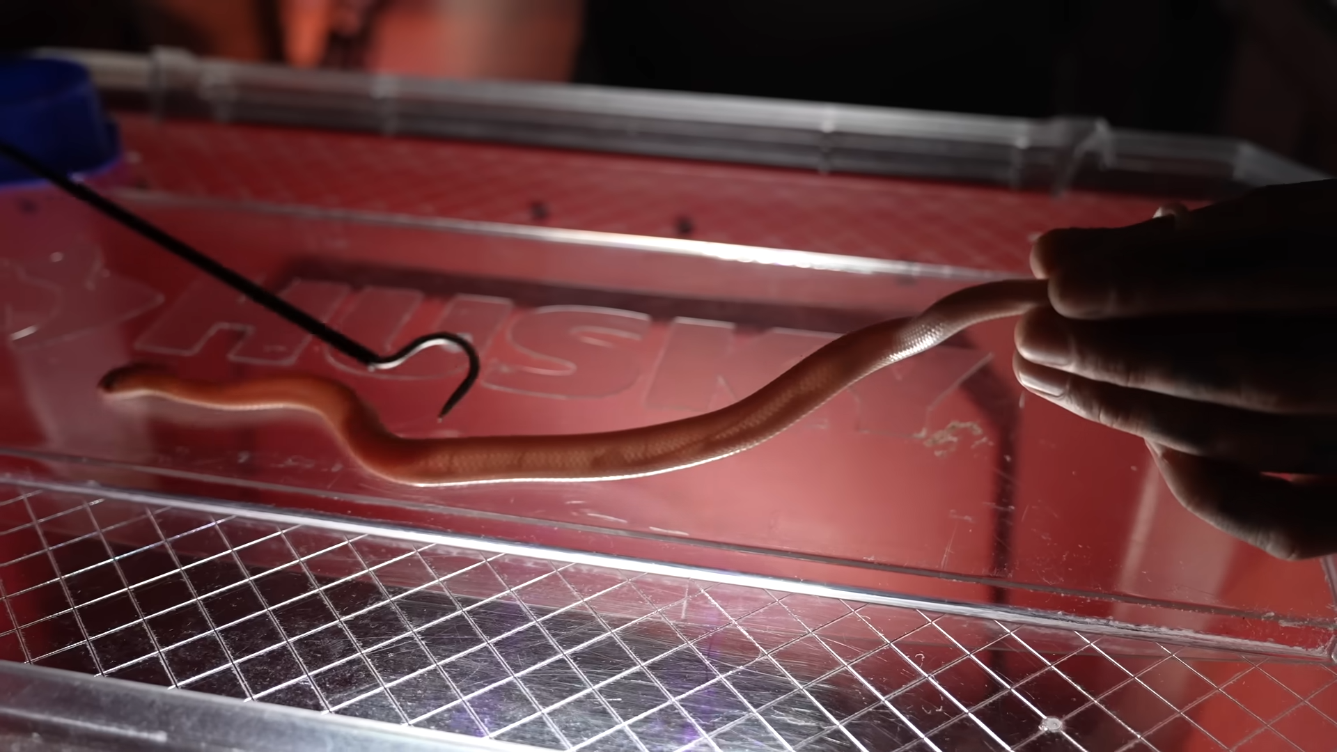 He tested whether his new baby cobras could glow and the result was wild