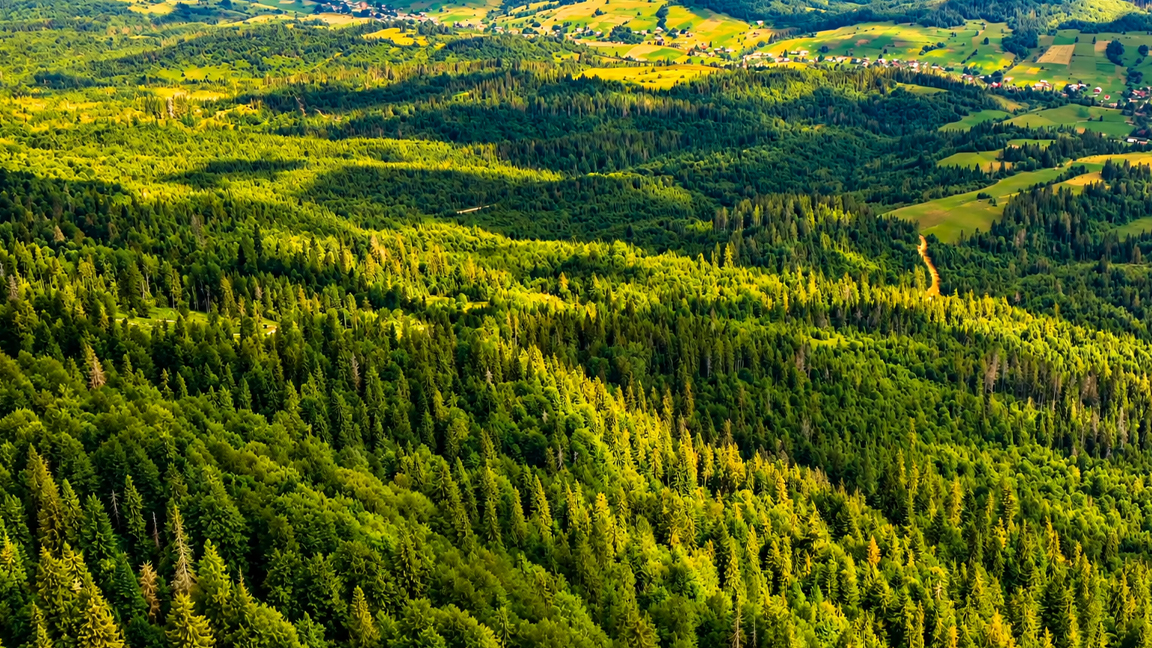 A luz do sol atravessa uma vasta floresta de montanha