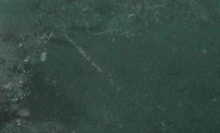 Scientists entered a never-before-seen deep-sea canyon and discovered ...
