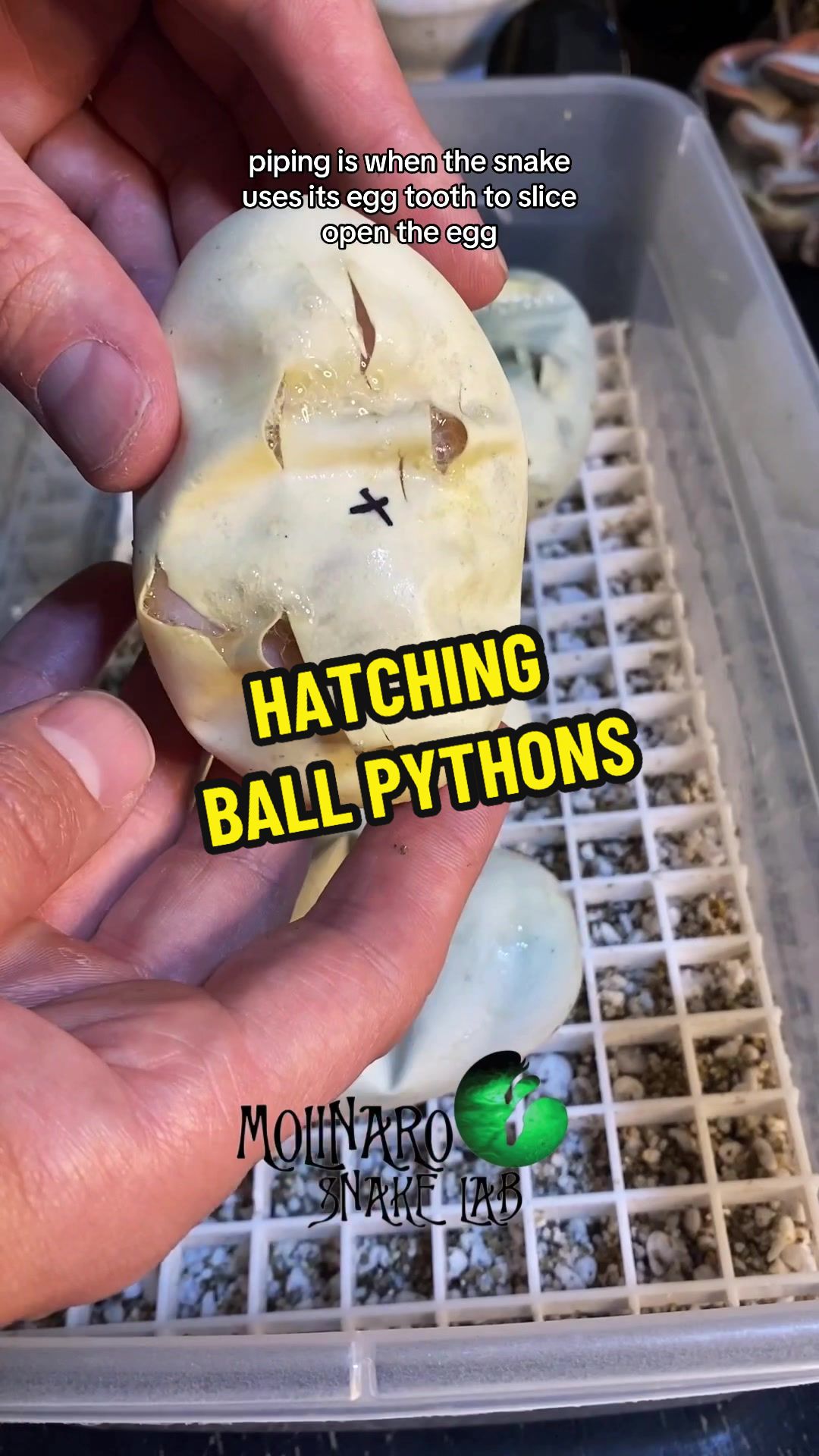 This was a fun clutch to hatch! Its always nice when