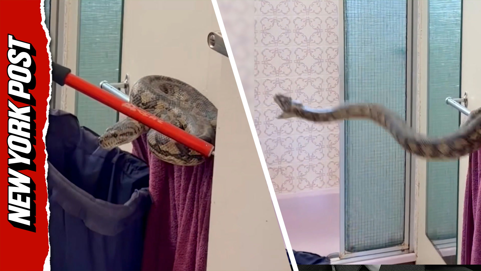 Snake catcher wrangles massive python perched on towel rack in ...