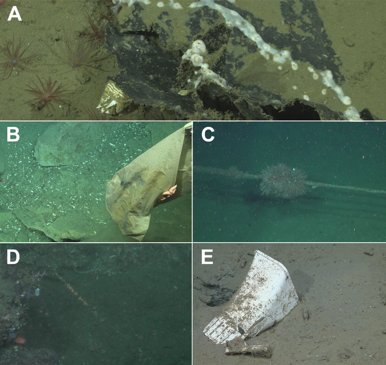 Scientists entered a never-before-seen deep-sea canyon and discovered ...