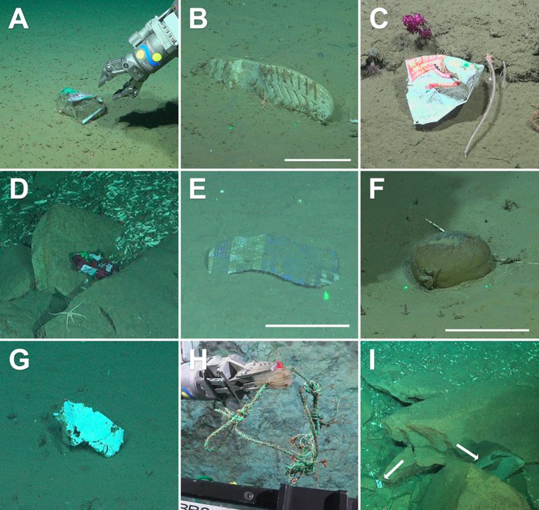 Scientists entered a never-before-seen deep-sea canyon and discovered ...
