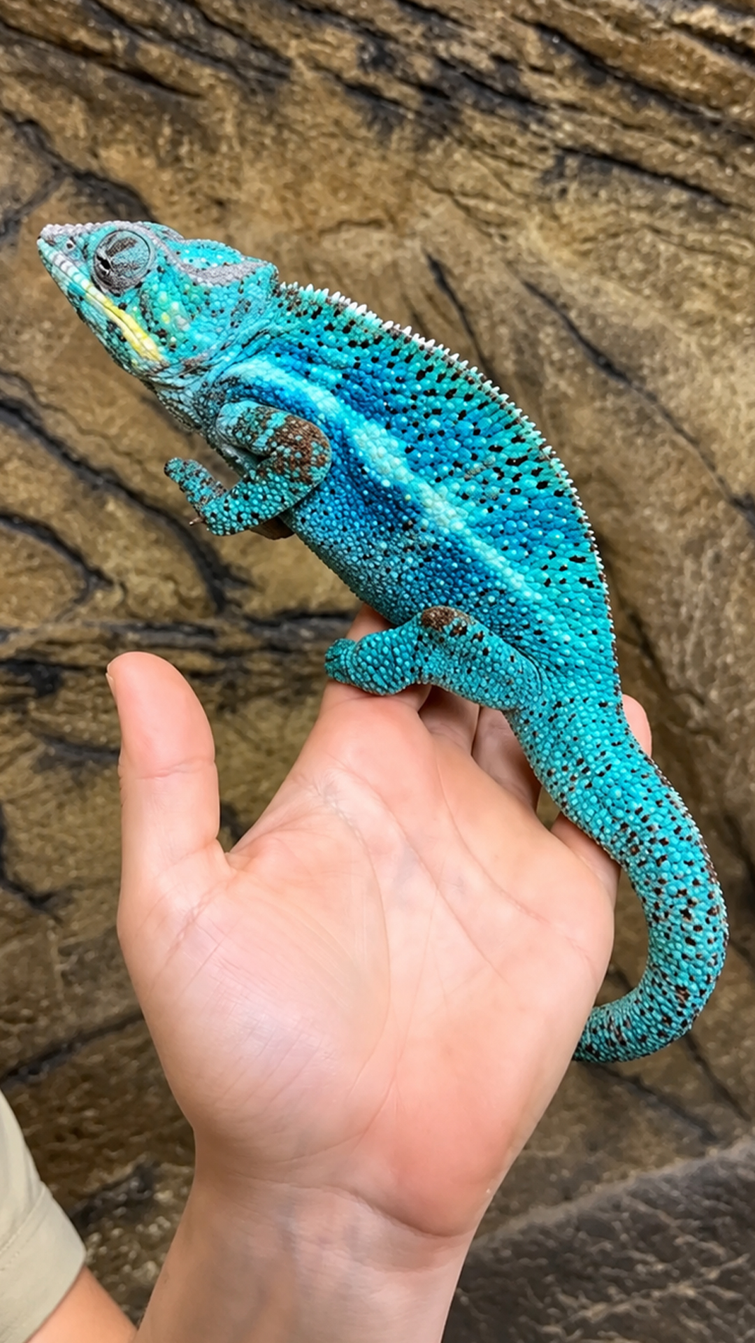 Chameleon color change explained, and why background matching is a myth