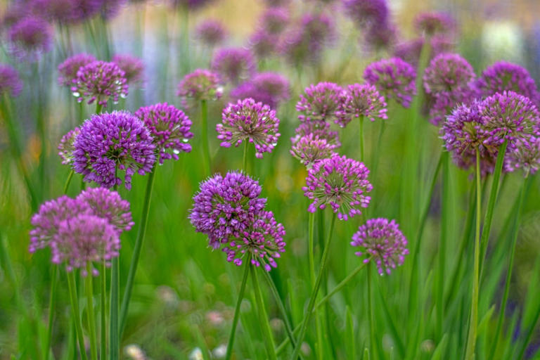 The carefree bulbs to plant this fall for whimsical blooms come spring