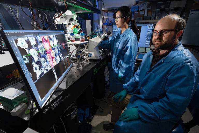 A gut's complex architecture, recreated on a microscope slide–sized chip