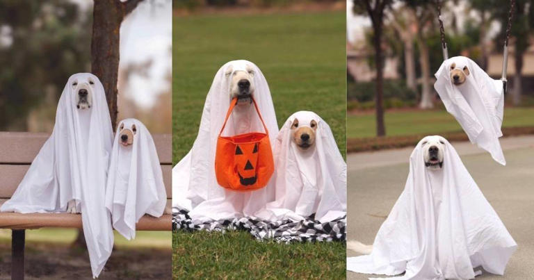 Golden retriever puppy holds the perfect ghost pose, making Halloween ...