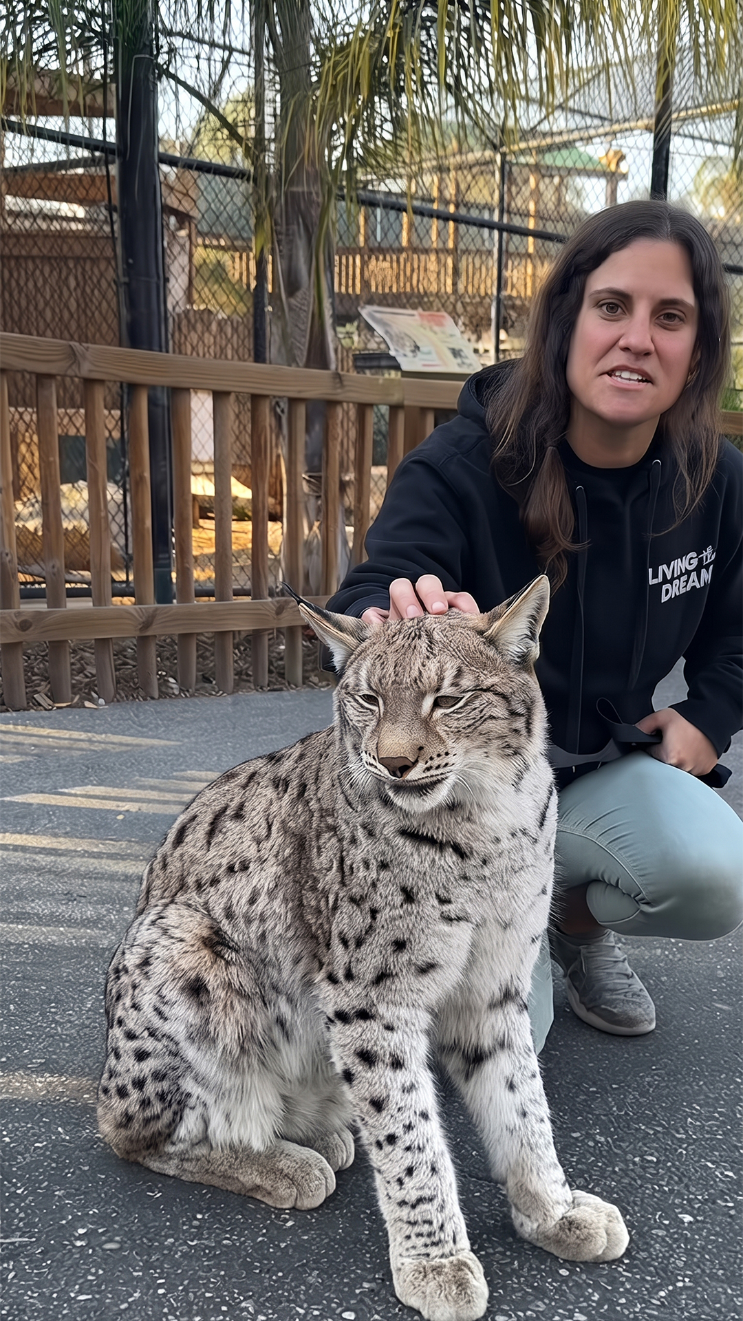 This Siberian lynx has hunting skills that look unreal