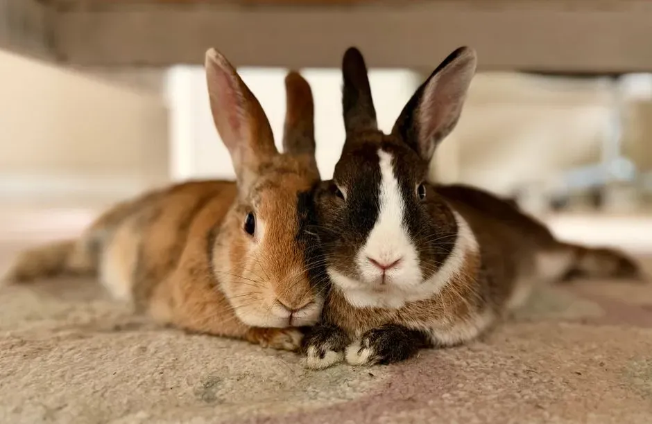 8 quiet signs your rabbit has fully settled into your home