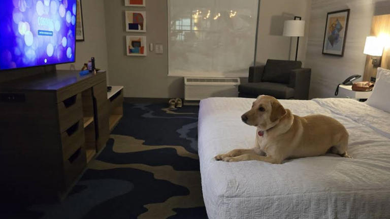 10 best Hilton properties in Florida, according to Google reviews