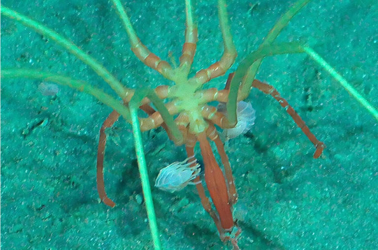 Deep-sea crustaceans caught hitching rides on giant sea spiders