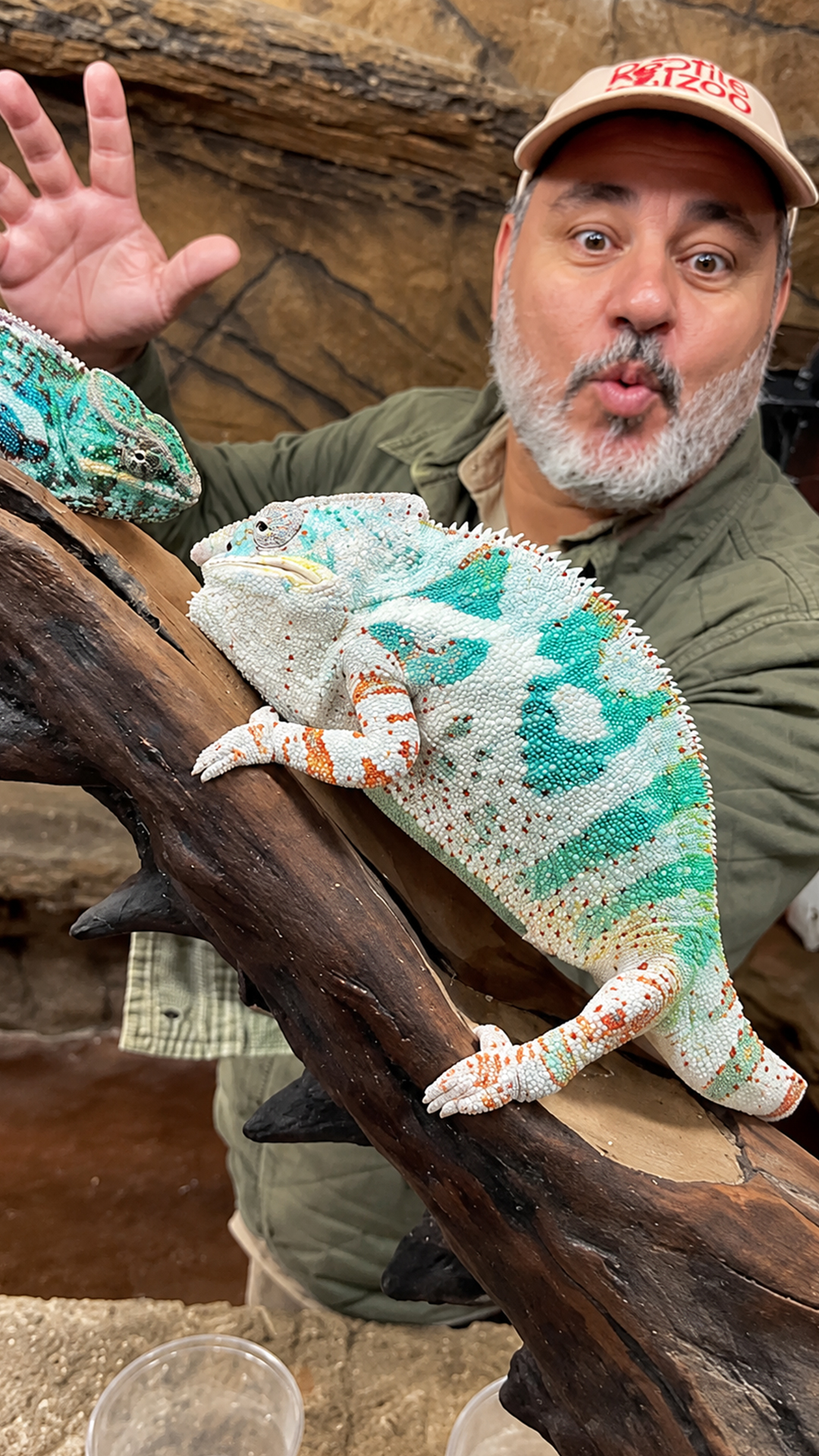 Chameleon changes color using microscopic crystals hidden beneath its skin