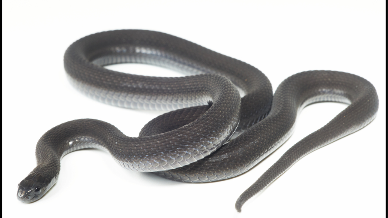 New snake discovered in Ethiopia after seven years of research