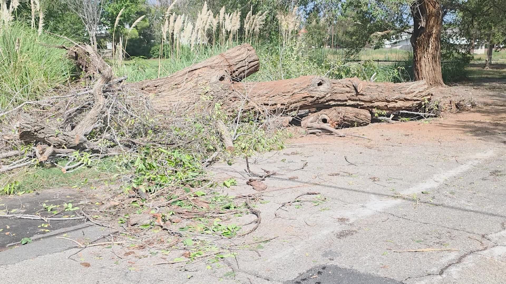 Fallen trees seen in aftermath of heavy rainfall
