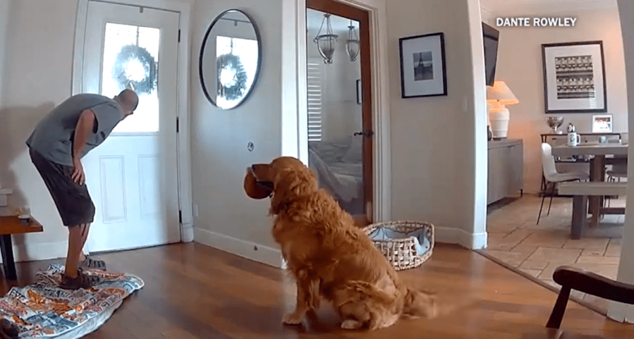 'Guard dog' greets suspected burglar with a toy inside San Diego house