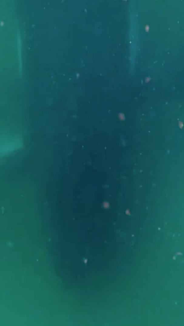 Humpback whale mother appears to grieve stillborn calf in rare footage
