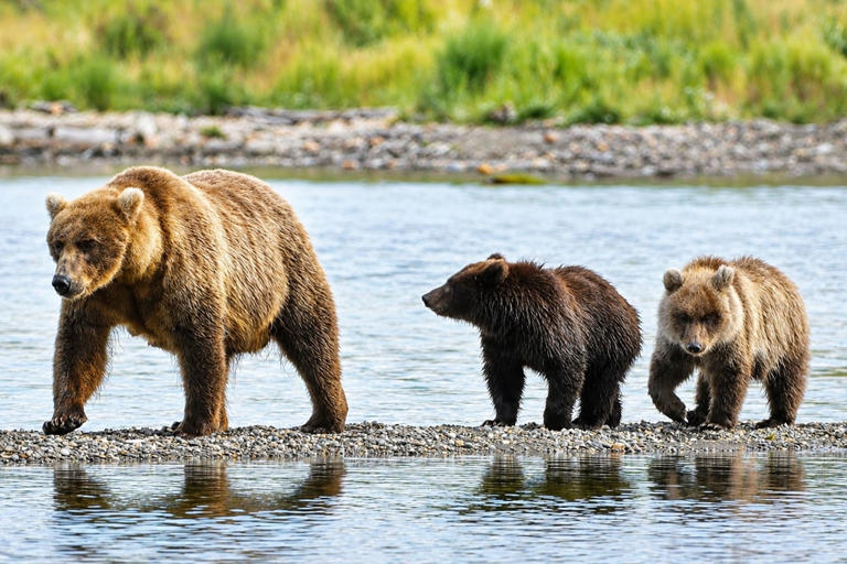 Voting is now open for Fat Bear Week 2026