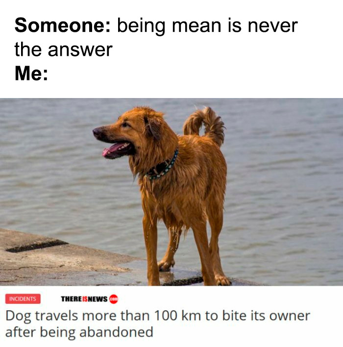 animal-internet-gold-131-memes-that-make-pets-the-main-event
